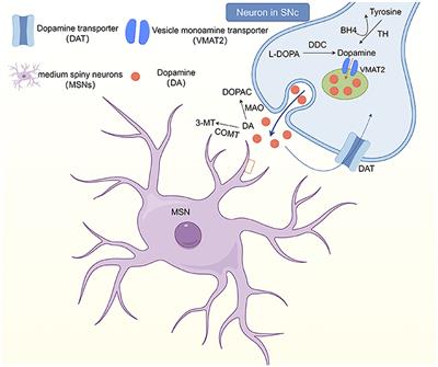 The pathogenesis of blepharospasm